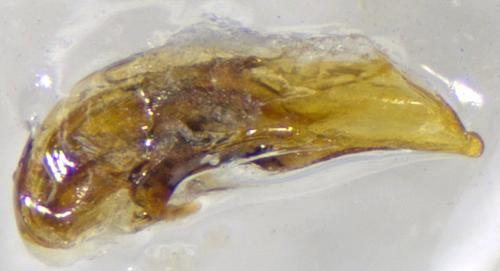 Bembidion italicum
